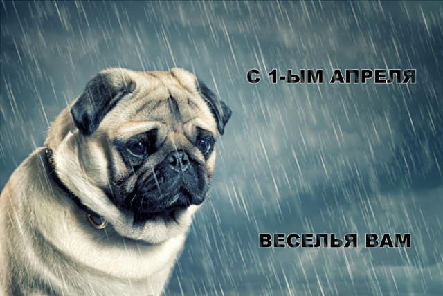 Весёлый полтишок 1.04