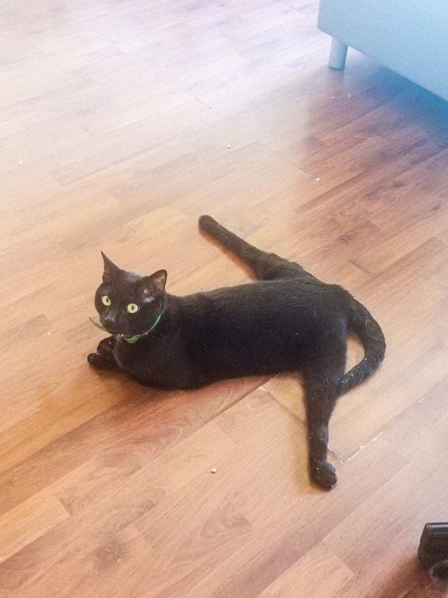 Разные котики