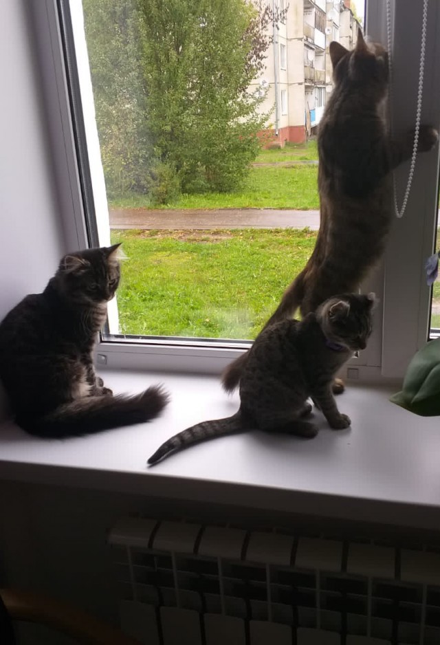 Котовторник 05.10.21 г