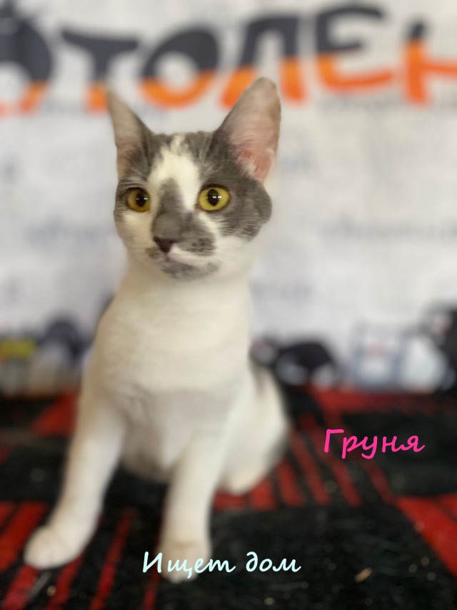Жизнь домашнего приюта "Котоленд" 335
