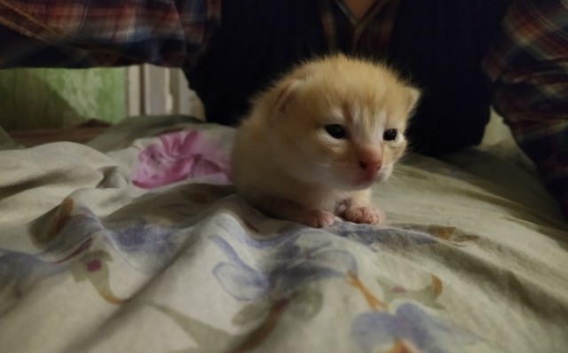 А вот и котовторник 24.05.2022