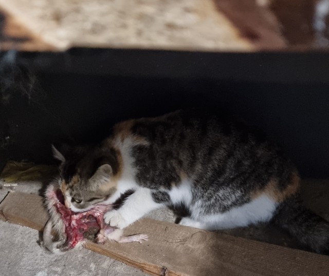 Котовторник 1.11.22