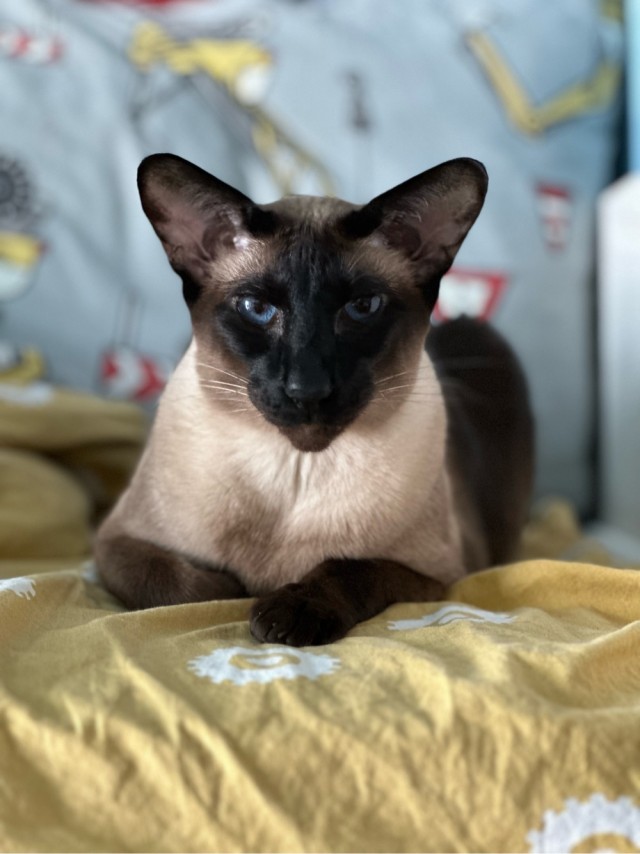 Котовторнику посвящается!