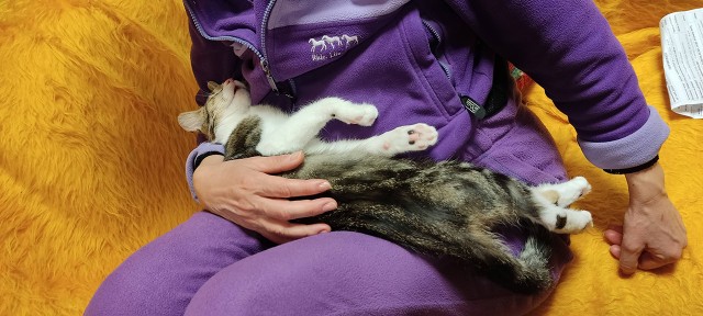 Котовторник