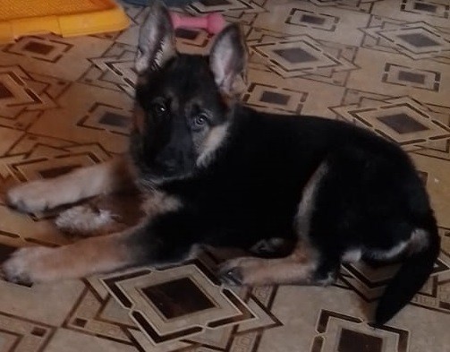 Собакочетверг! Добавляйте своих