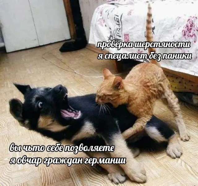 Мемчики и картинки для настроения и подумать