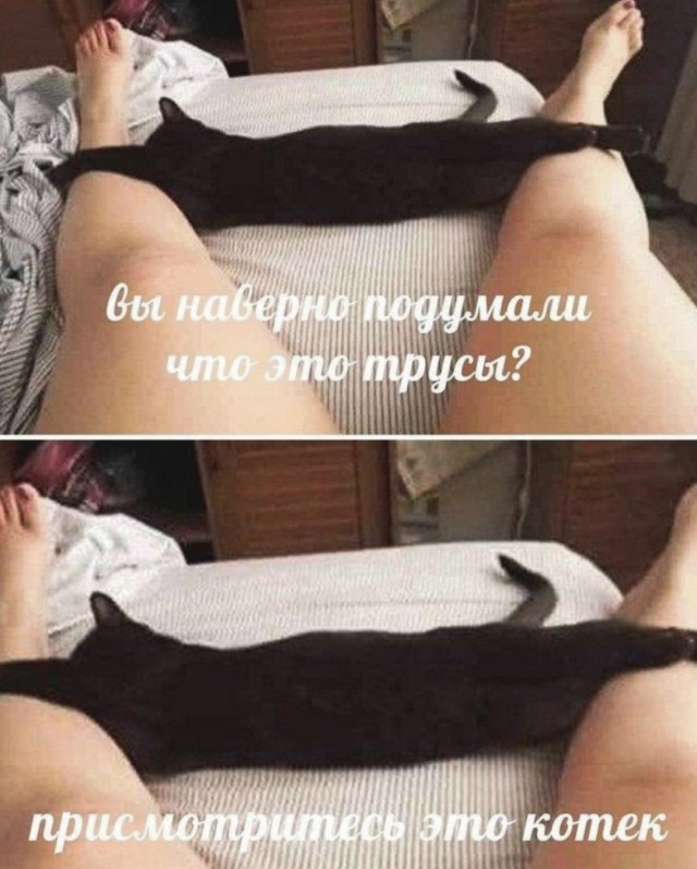 Всем кота за мой счёт. Я настаиваю