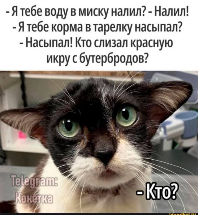 Котовторник в картинках