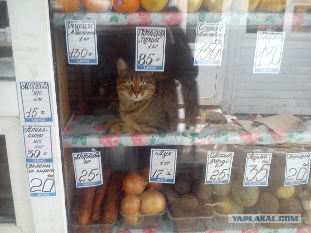 Кот в мешке