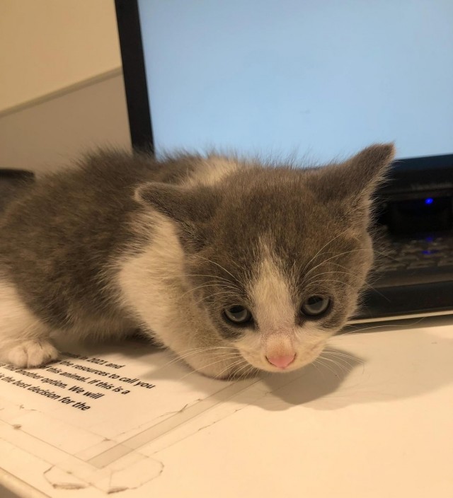 Подборка фотографий приютских котят