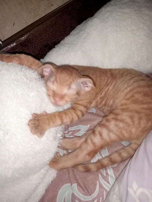 Котопаралич 1 степени
