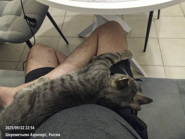 Как коты находят своих людей