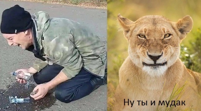 Веселое настроение в картинках (14.10.2025)