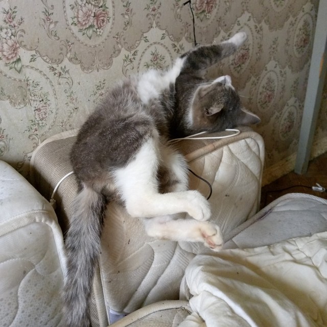 Бааарсик)