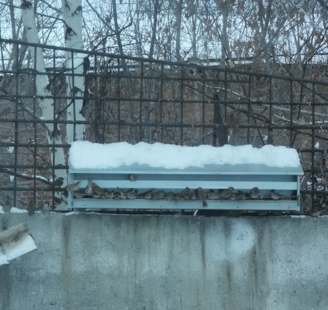 Не забывайте про наших малых пернатых друзей