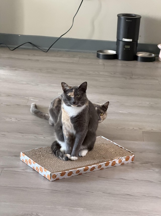 Рандомных фото котов тред