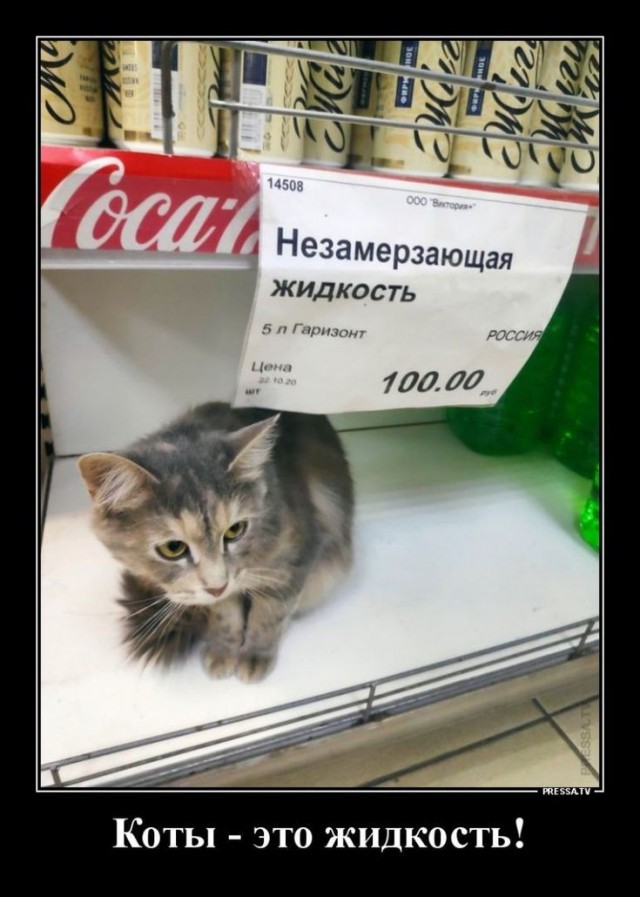 секрет кошачьей акробатики