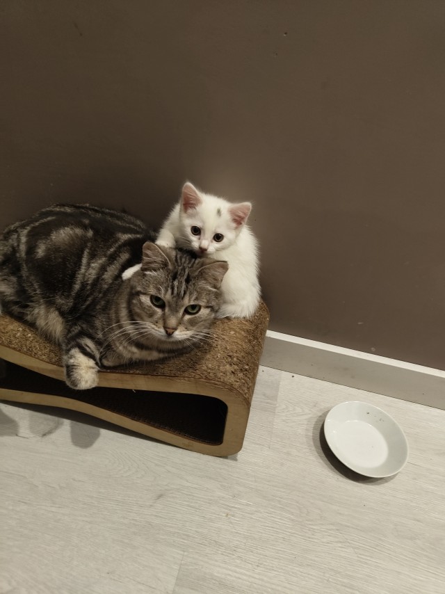 Котоуженевторник)