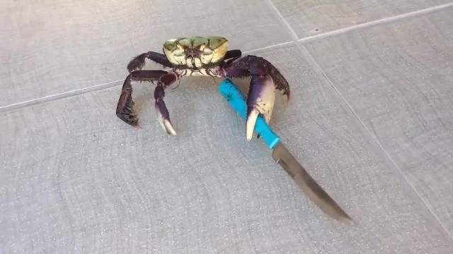 Не пиво с крабом