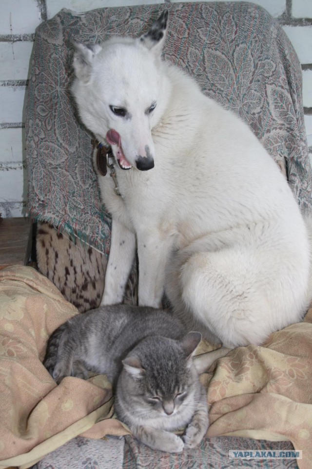 Клички собак