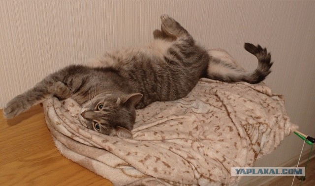 Котовторник. А можно я отмечу одного из пользователей яплакал