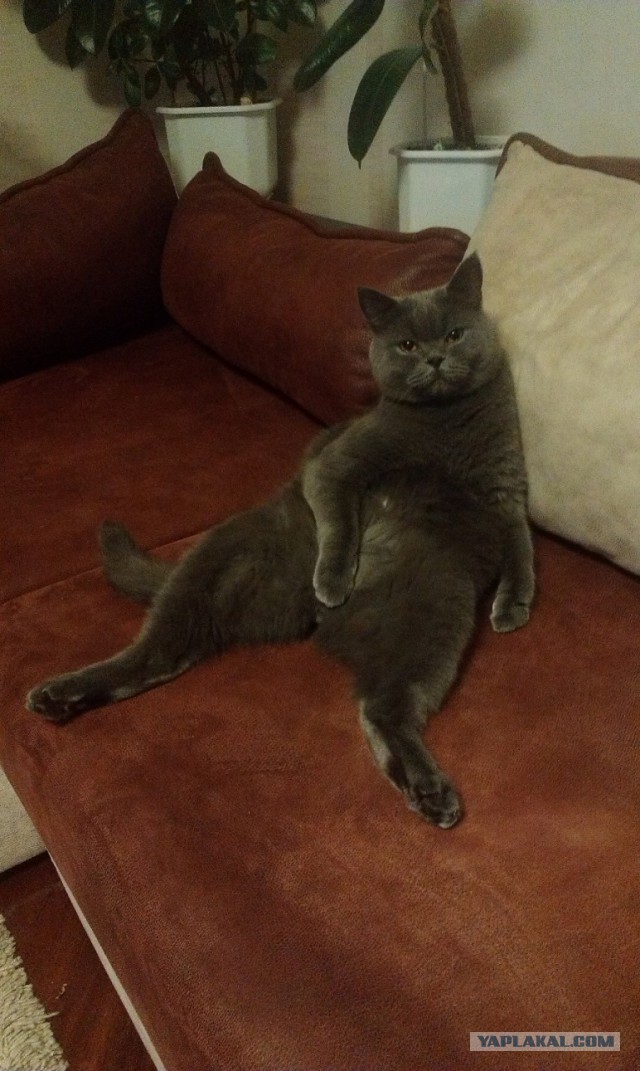 Котовторник 04.03.2014
