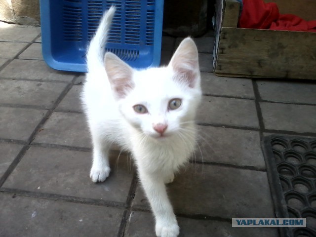 Котовторник 22.07.14