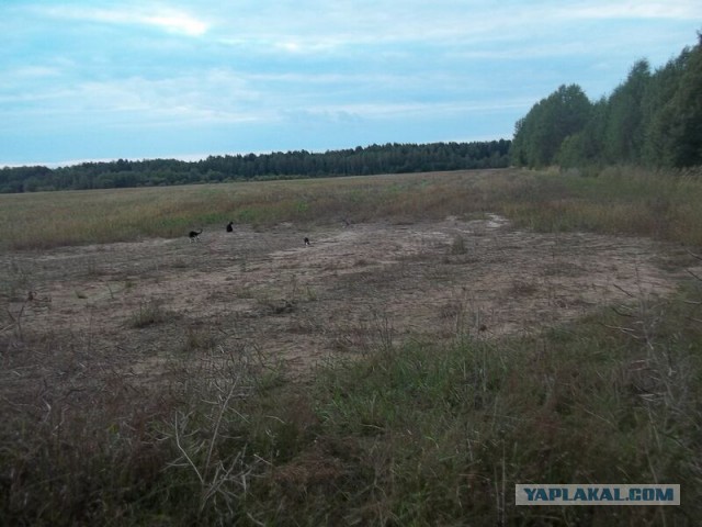 Жизнь домашнего приюта для котеек 23
