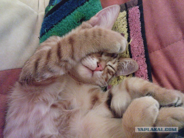 Котовторник 16.09.14