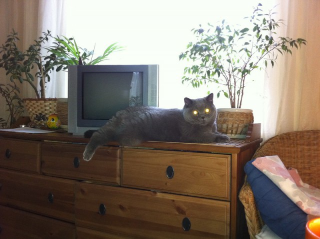 Котовторник 23.09.2014.