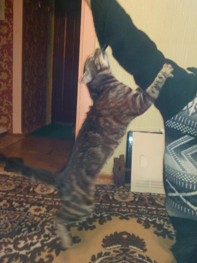 Сторожевой кот