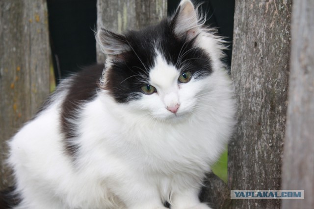 Котовторник 2.12.14
