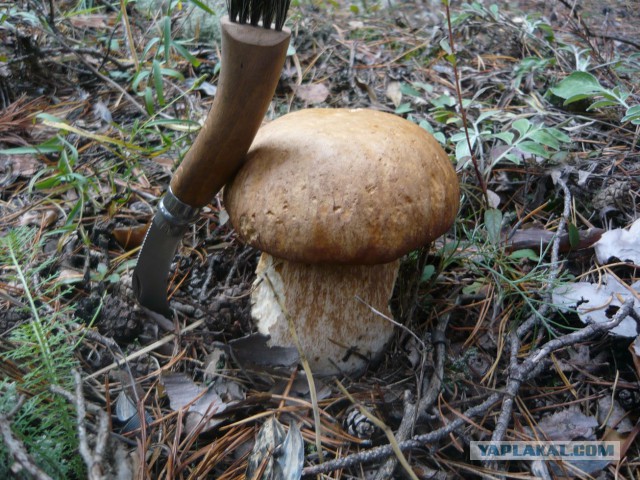 Вспомним лето! Вылазка за грибами.