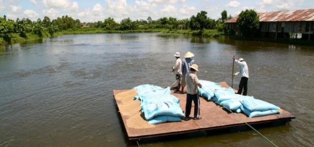 Руководство по морепродуктам: пангасиус