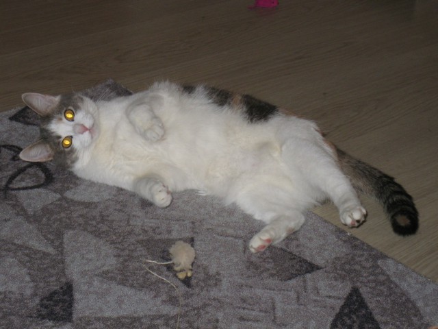 Котовторник