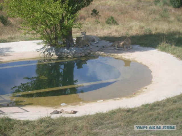 Парк львов Тайган, Крым
