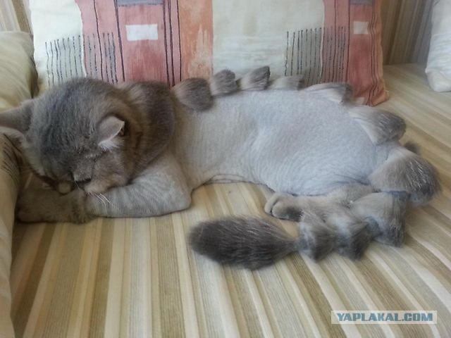 Котовторник