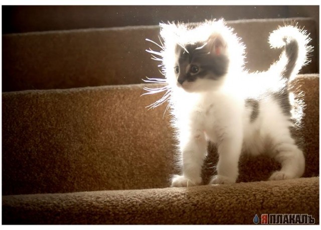 Коты, кошки, котята