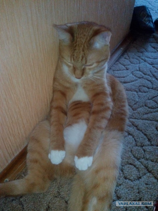 Кот с очень необычной способностью.