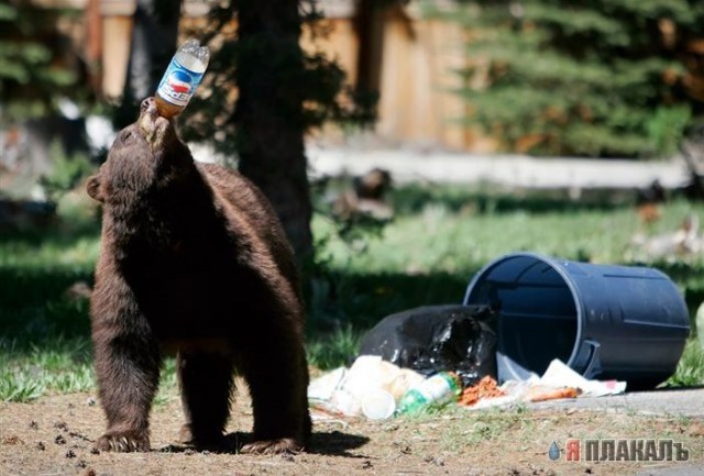 Все о МЕДВЕДЯХ