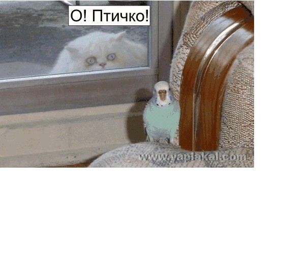 Барсик и Кеша (жесть)