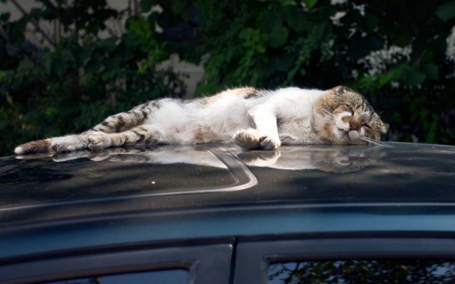 Коты из сети