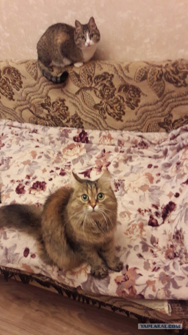 Котовтоник 29.11.2016.