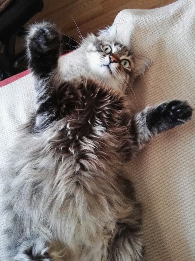 Котовторник  31.01.2017