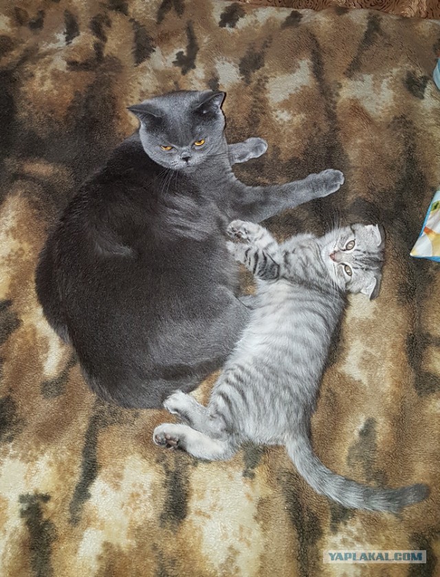 Котовторник 28.02.2017