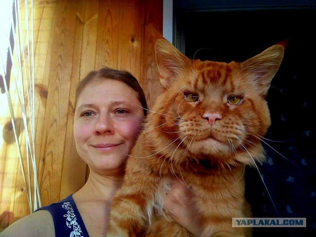 Джокер и его семья