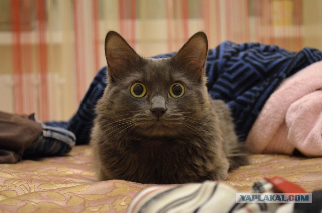Миллионник... О_о