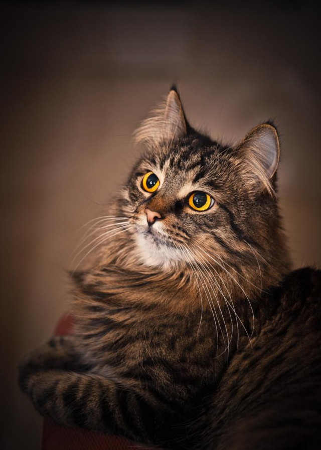 Коты и Кошки