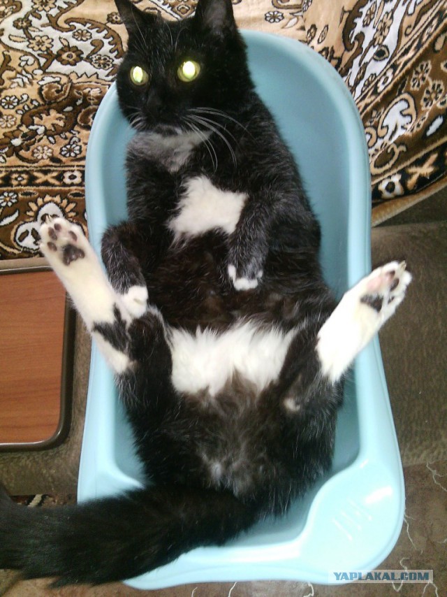 Когда ты величественный, безжалостный, грациозный убийца... но тебе дали пакетик