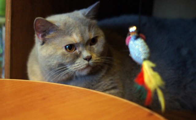 Котовторник!
